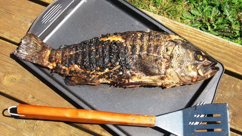 Cabezon California Sea Grant